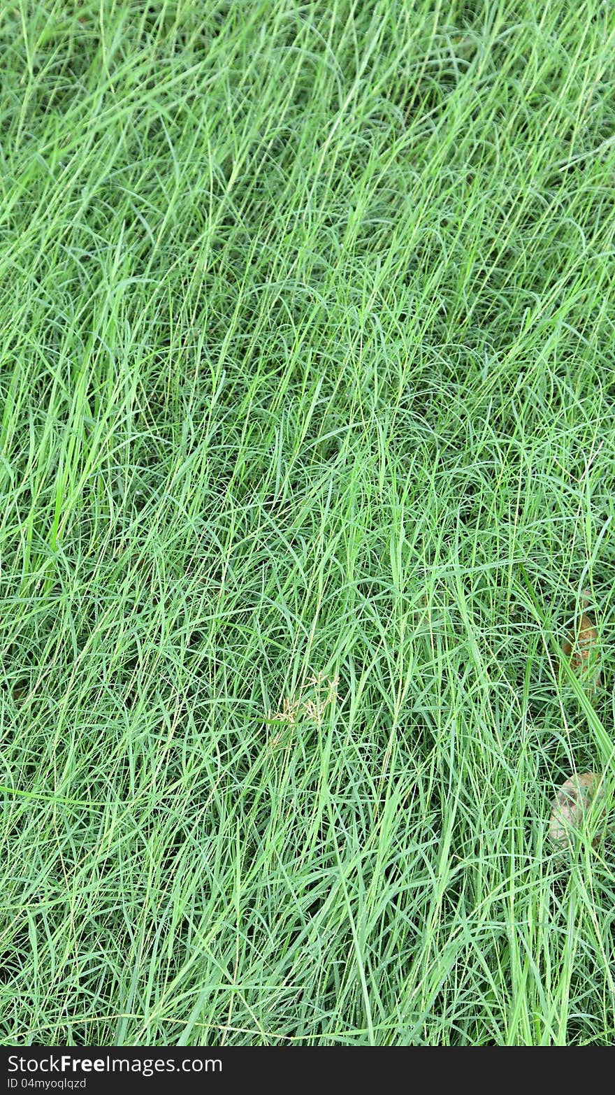 Grass Field after the heavy rain.