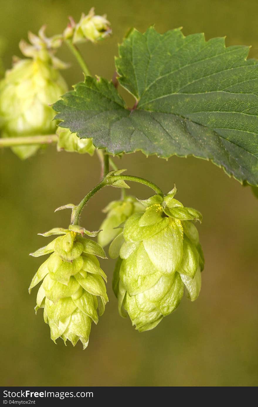 Hop - taste of beer