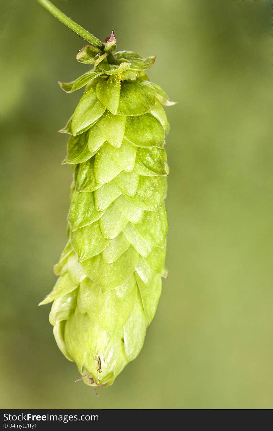 Hop - Taste Of Beer