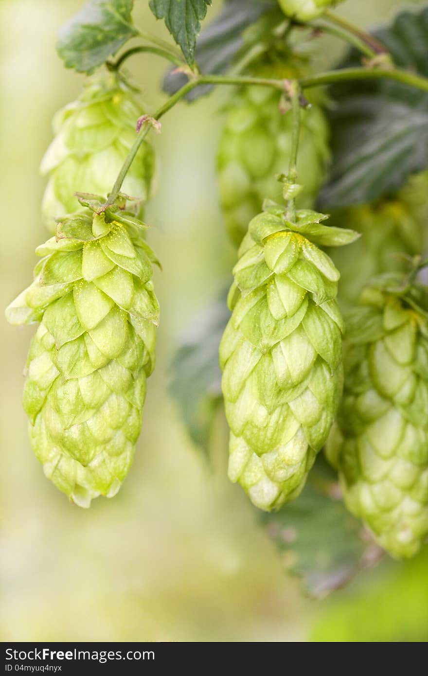 Hop - taste of beer