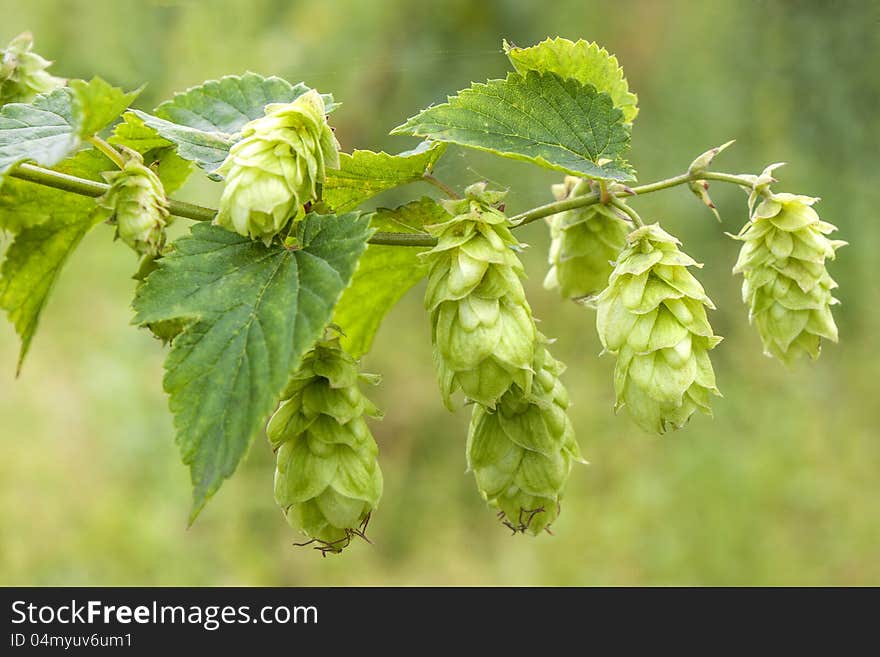 Hop - Taste Of Beer