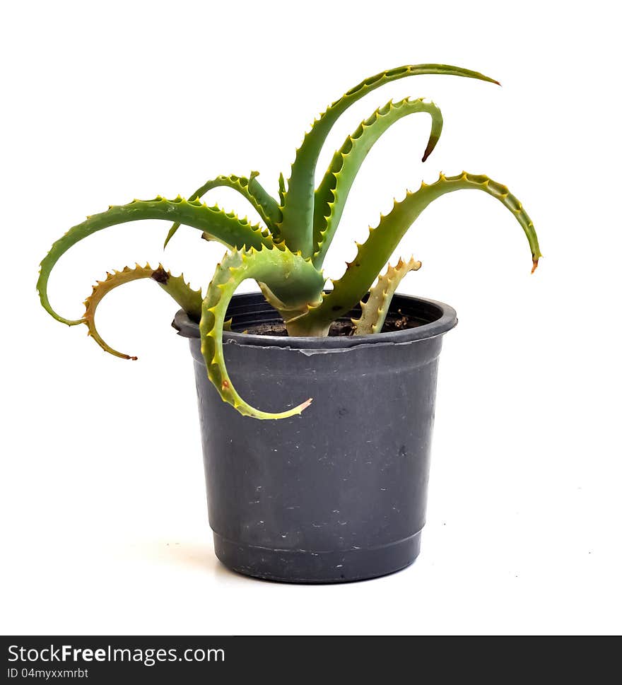 An Aloe Vera In A Pot