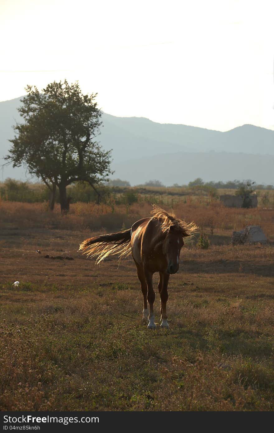 Brown horse in picturesque pasture with tree and mountain