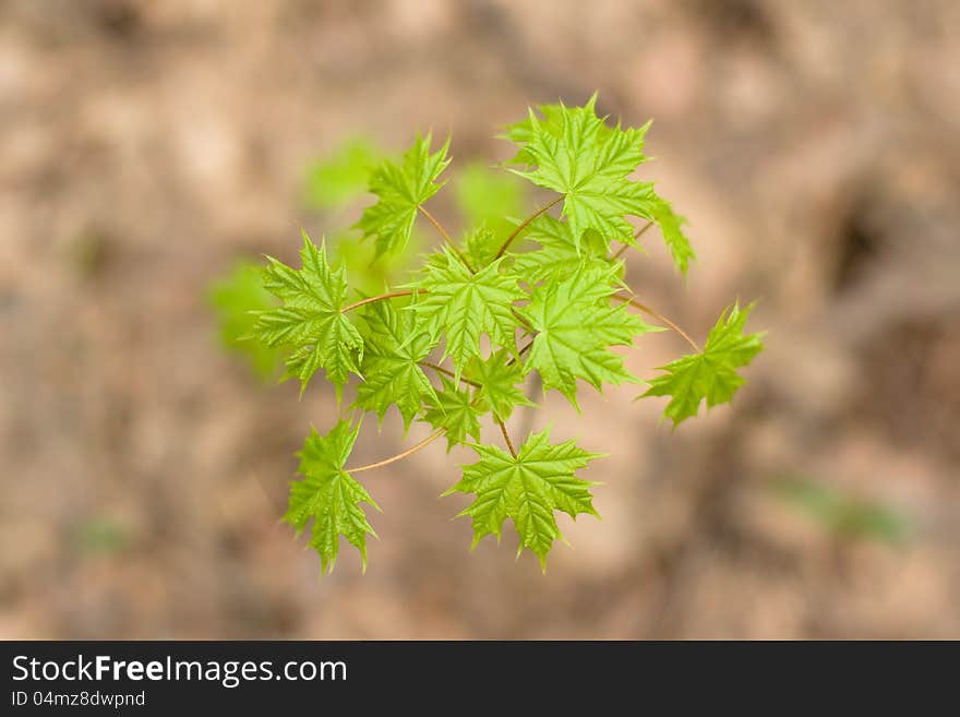 Green spring maple leaves against the soil. Green spring maple leaves against the soil