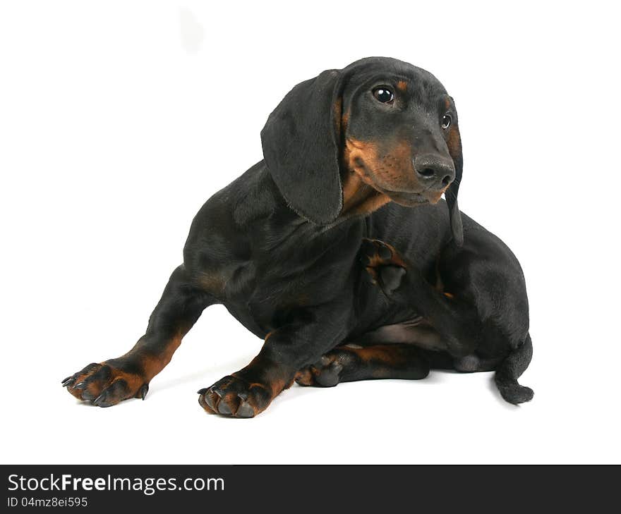 Dachshund puppy, 4 months old, portrait on a white background. Dachshund puppy, 4 months old, portrait on a white background