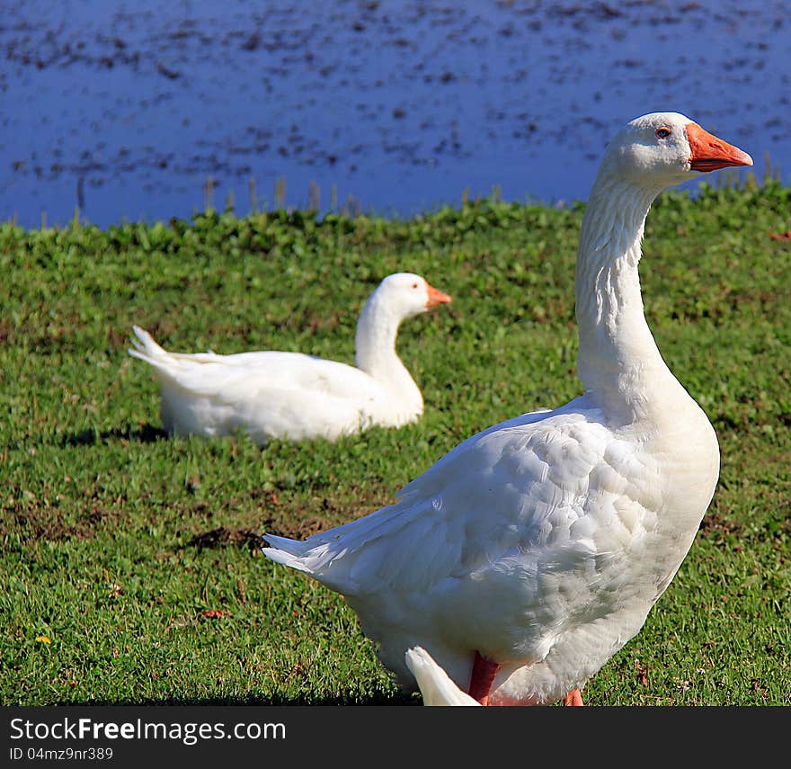 Mother White Goose lakeside park