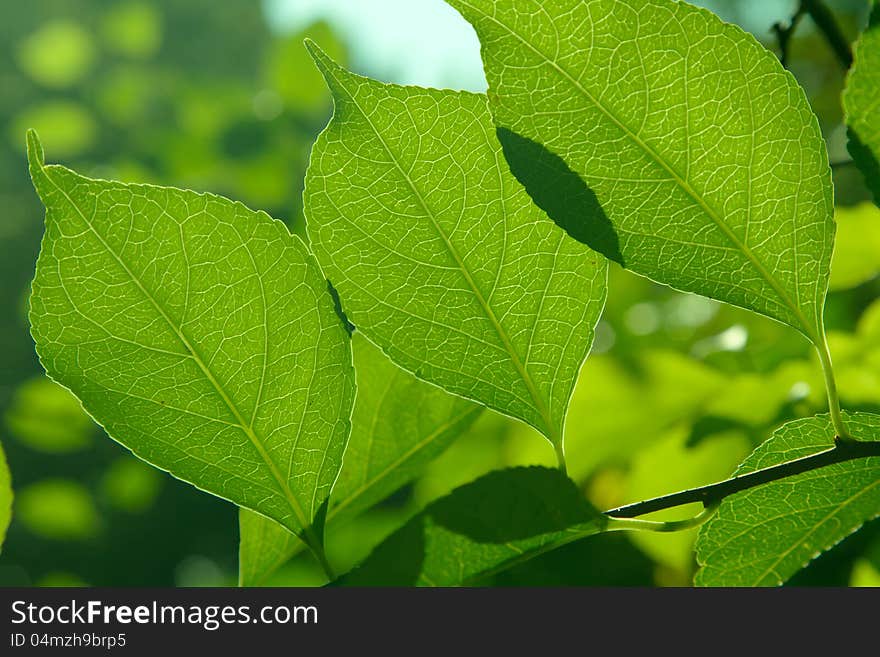 Close up of green leaves in the summer morning.