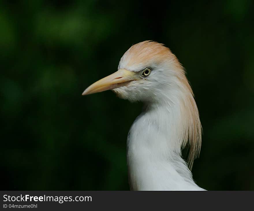 Cattle Egret &x28;Bubulcus Ibis&x29