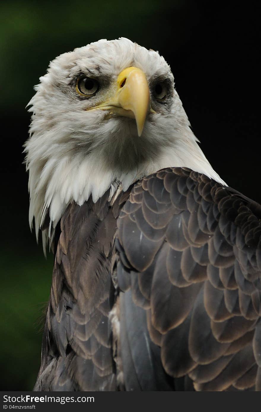 Bald Eagle &x28; Haliaeetus Leucocephalus &x29;