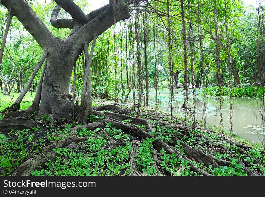 Roots and a large trunk of a tree. Roots and a large trunk of a tree