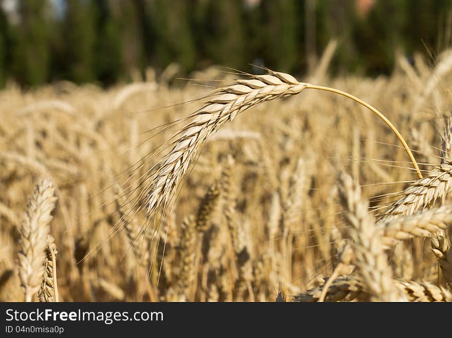 Ears of wheat on shiny field