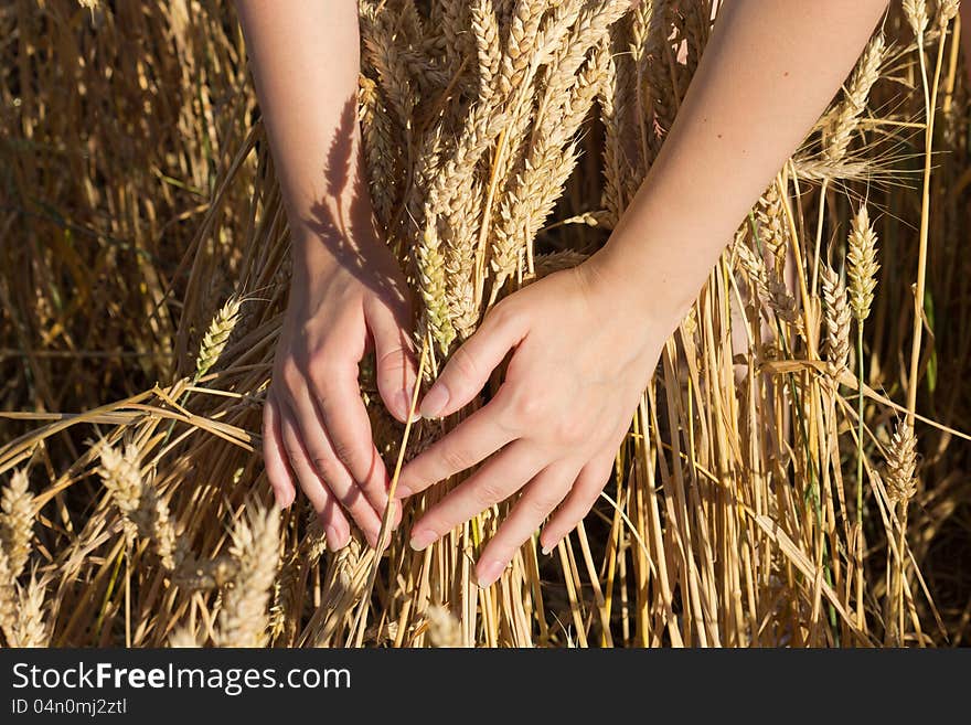 Bunch of wheat in hands at shiny summer day