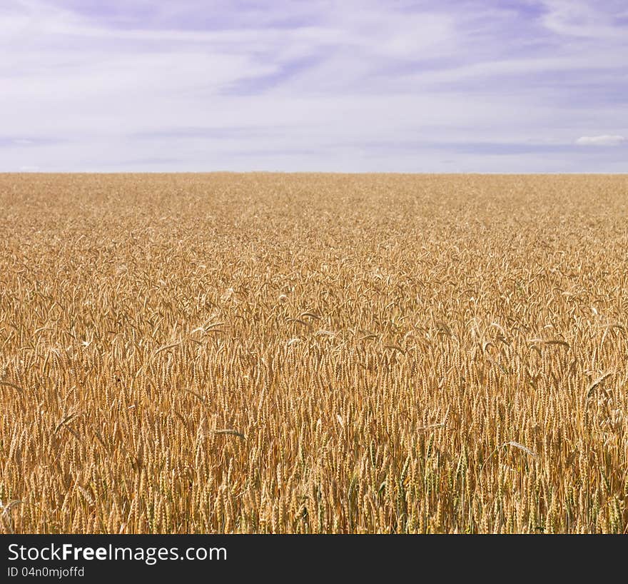 Field of wheat at summer day