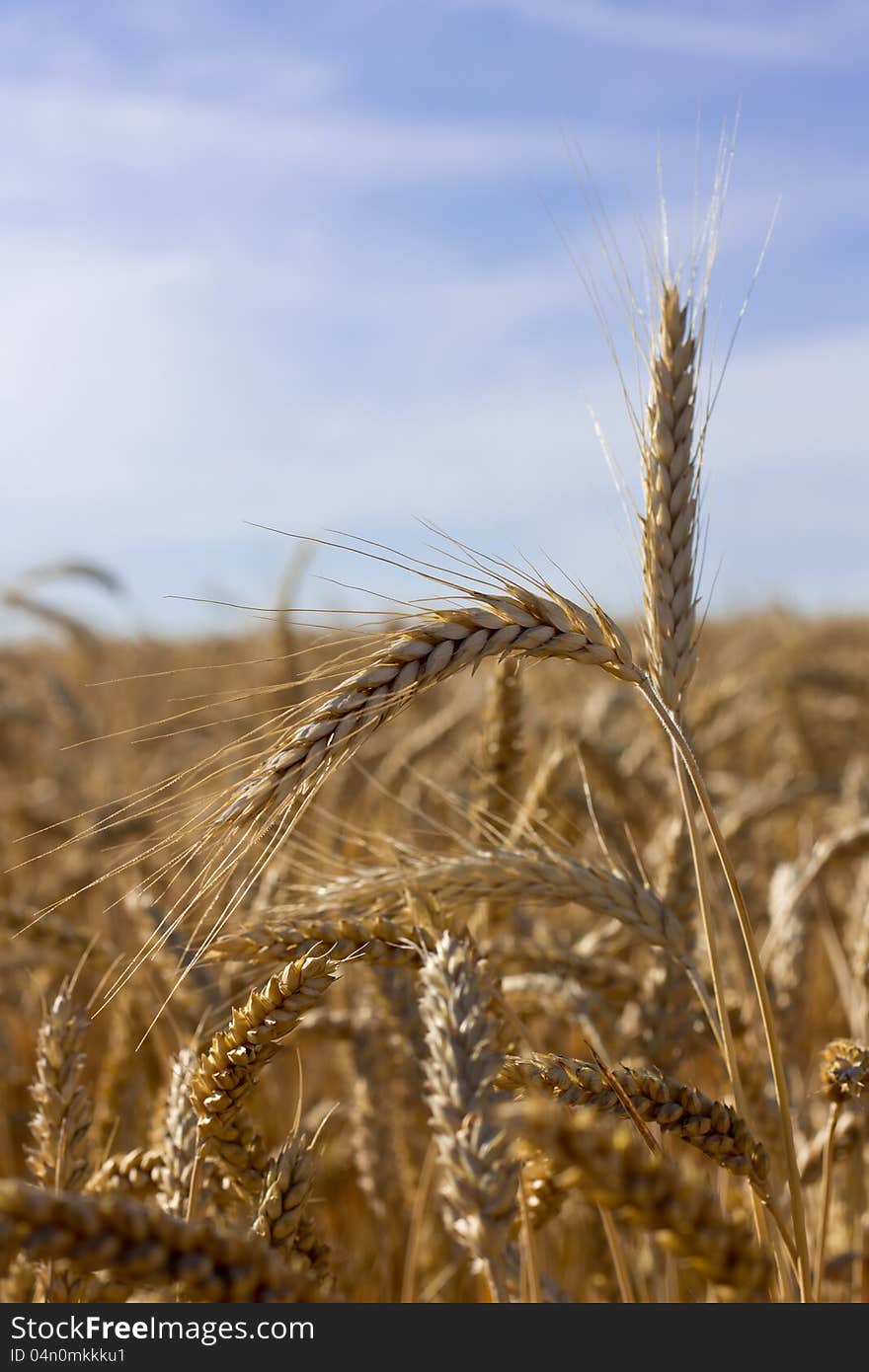 Ears of wheat on shiny field