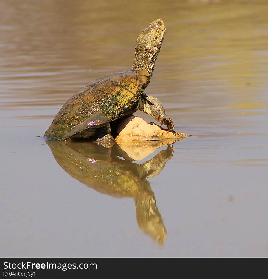 An old water terrapin (water tortoise) sunbathing before sunset. Photo taken on a game ranch in Namibia, Africa. An old water terrapin (water tortoise) sunbathing before sunset. Photo taken on a game ranch in Namibia, Africa.