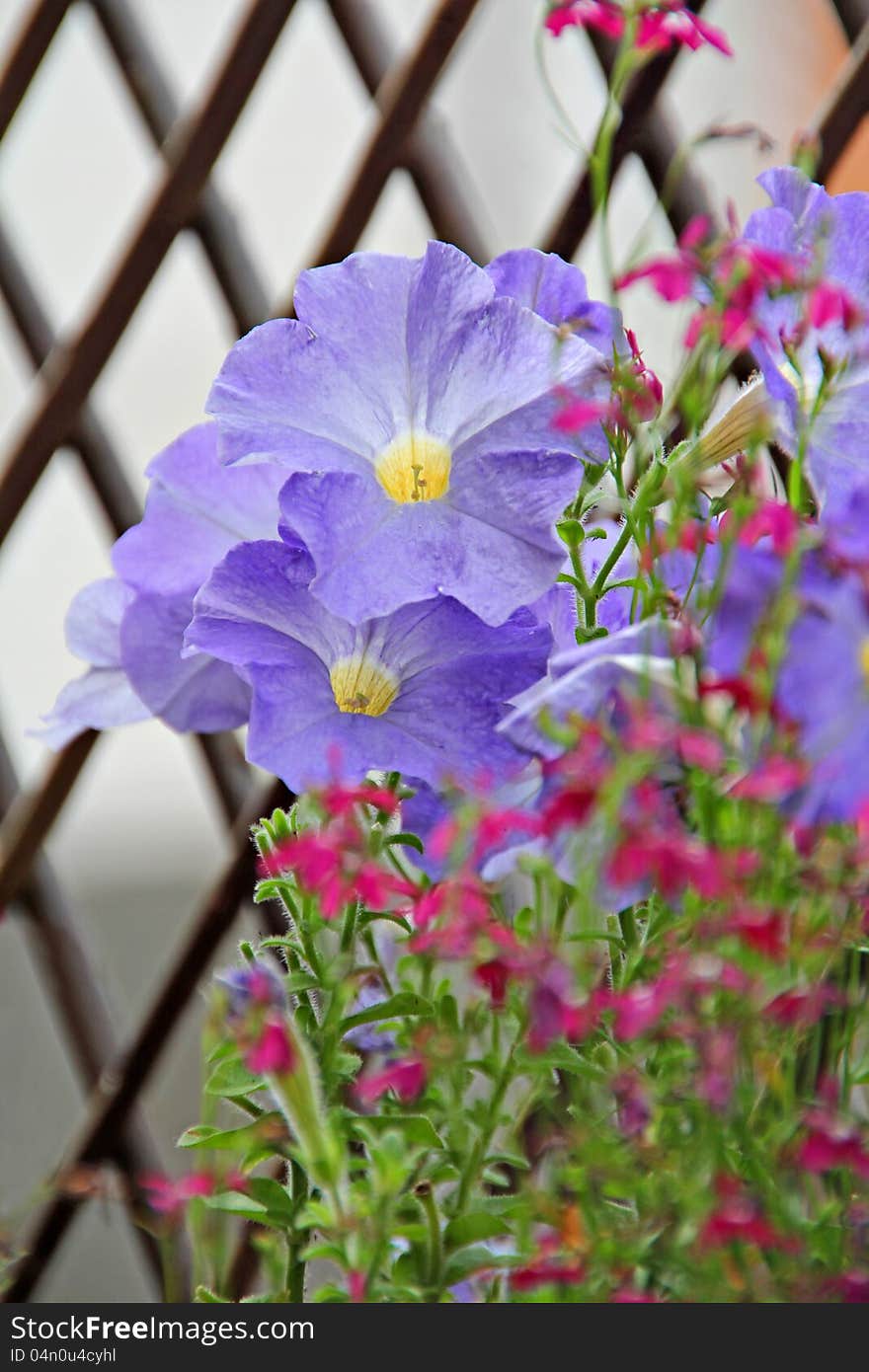 Photo of beautiful delicate summer flowers of petunias and lobelias with a lattice trellis fence in background.