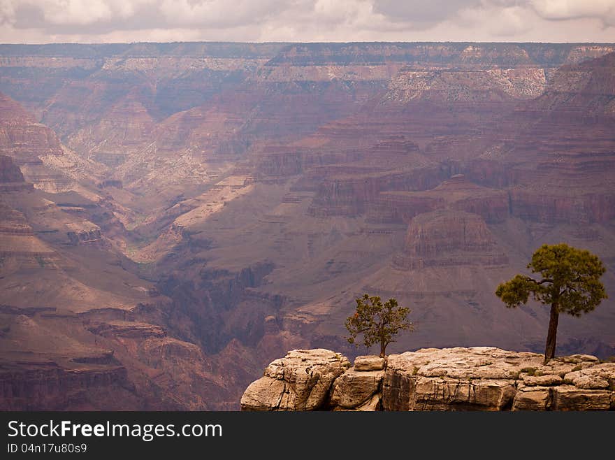 Grand canyon cliff with two trees in foreground