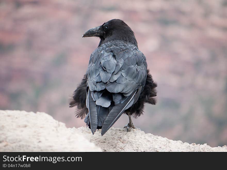 Raven at the edge of a cliff