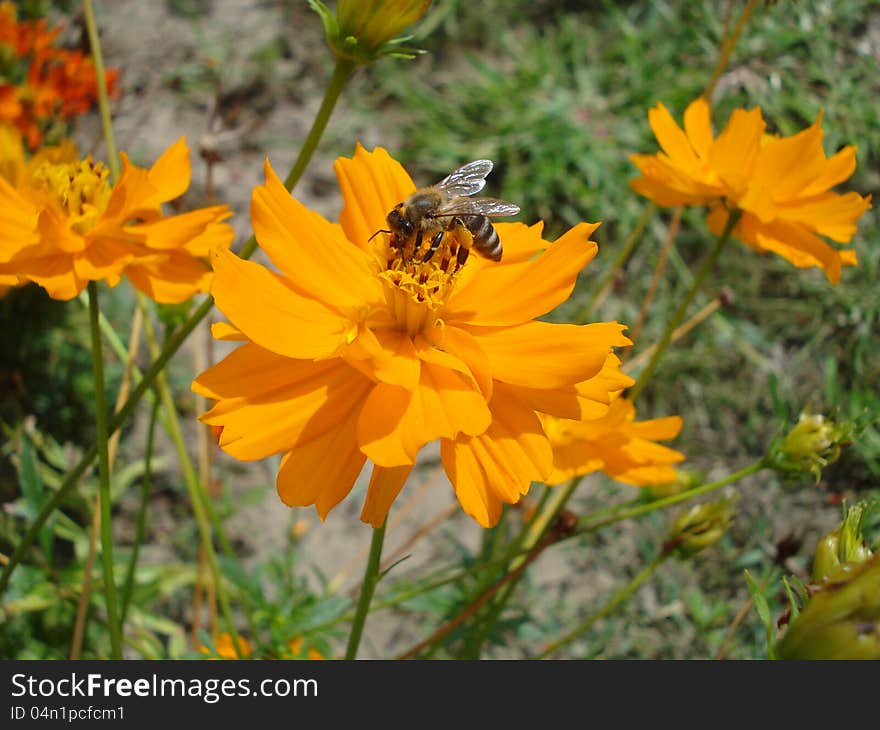 Yellow Cosmos belongs to Asteraceae family and is also named Cosmos Sulphureus or Sulfur Cosmos. Its native habitat is Central America. Yellow Cosmos belongs to Asteraceae family and is also named Cosmos Sulphureus or Sulfur Cosmos. Its native habitat is Central America.