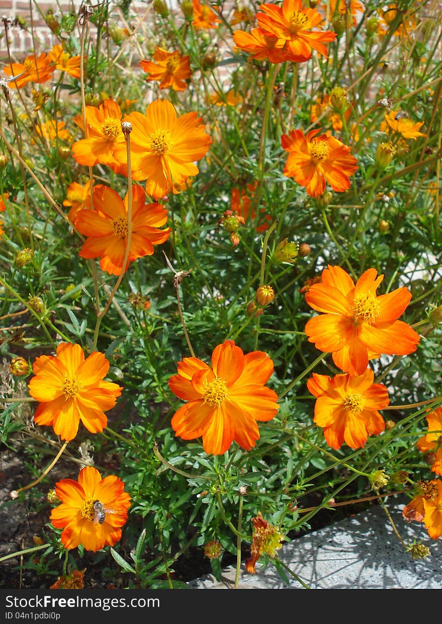 Group of yellow cosmos flowers in a garden. Group of yellow cosmos flowers in a garden