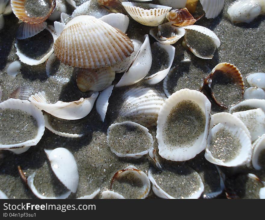 Shells in watery sand on the beach. Shells in watery sand on the beach