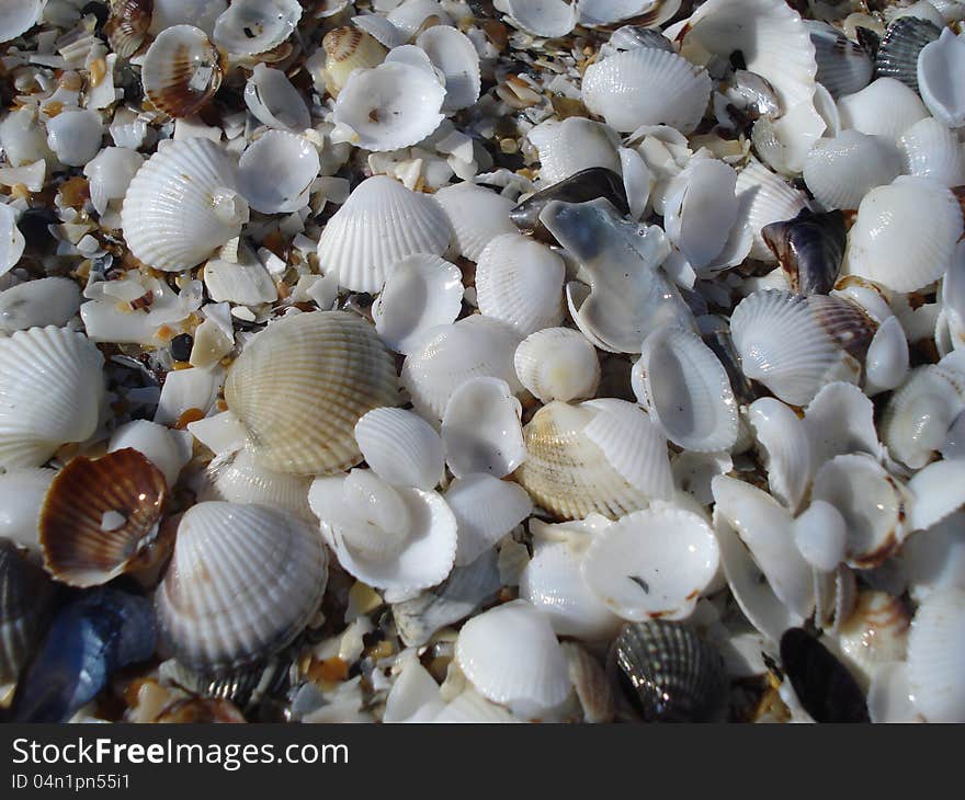 White Shells On The Beach