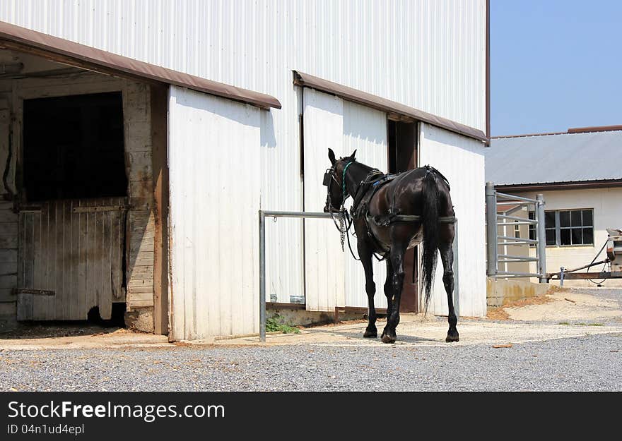 Washed down horse with blinkers