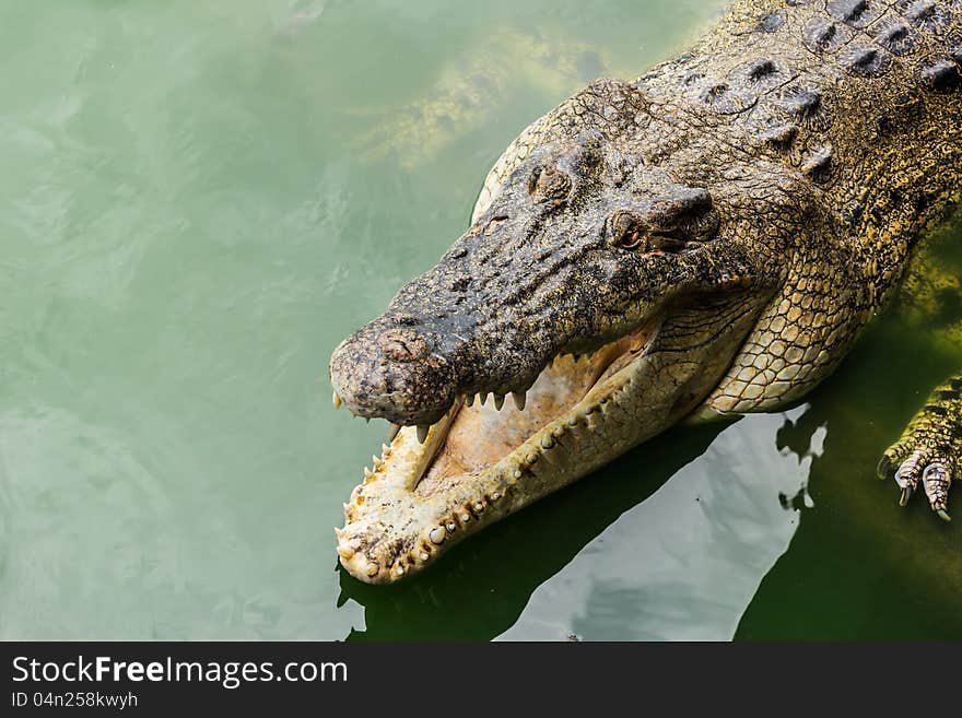 Large crocodiles in the water green.