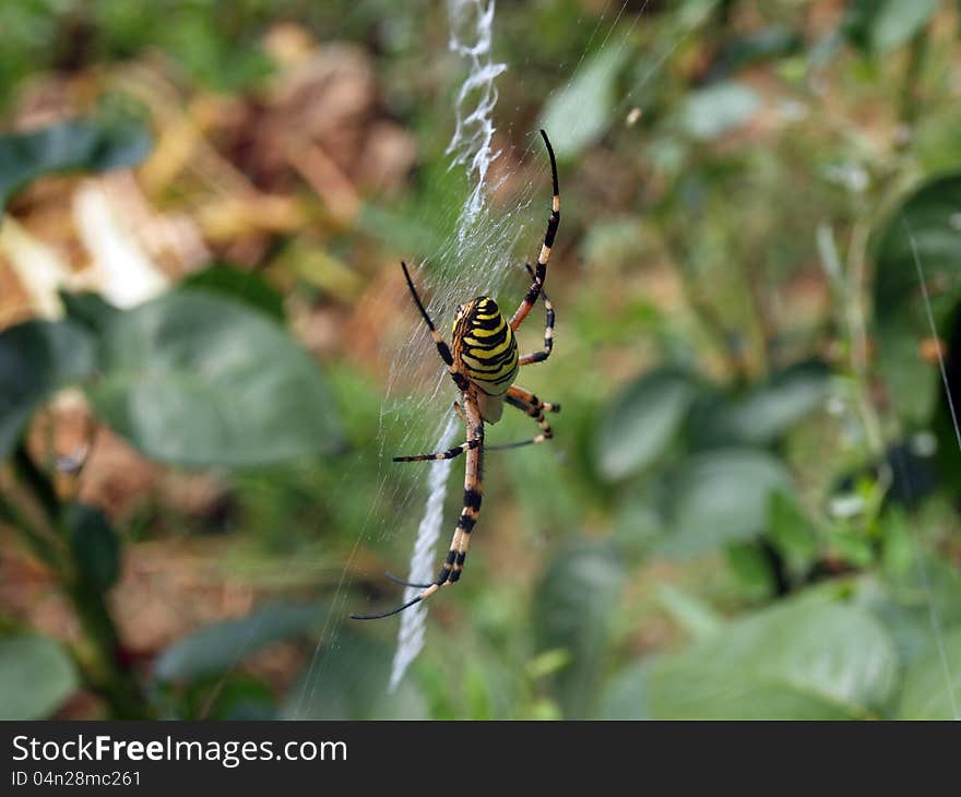 Wasp spider