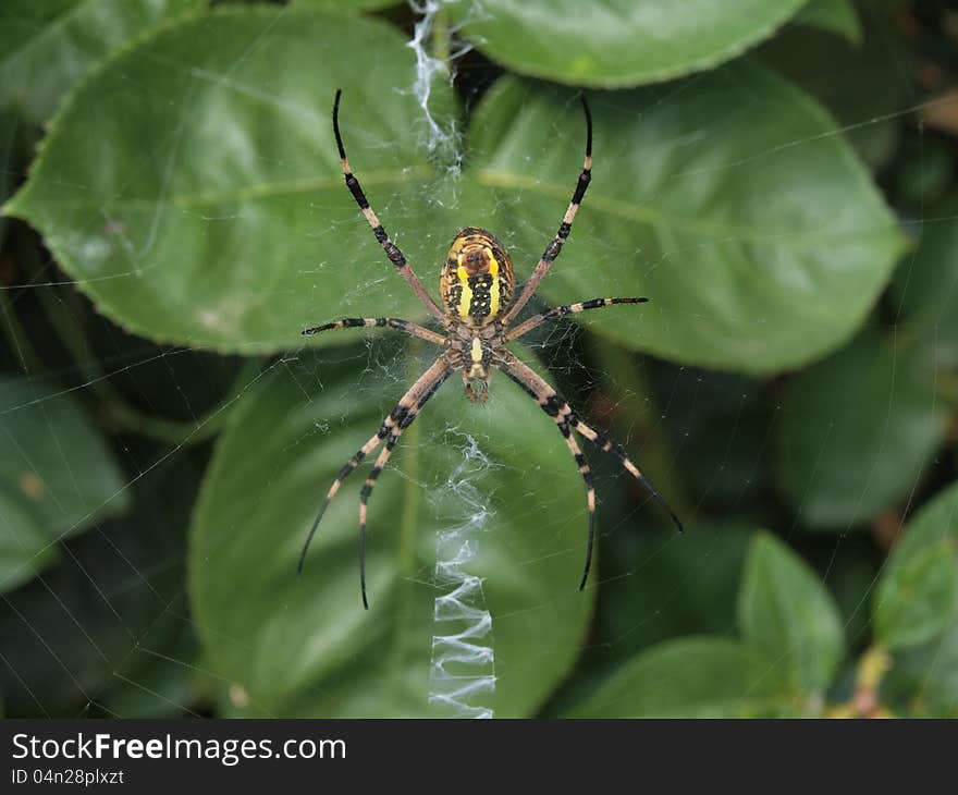 Wasp spider on rose leafs