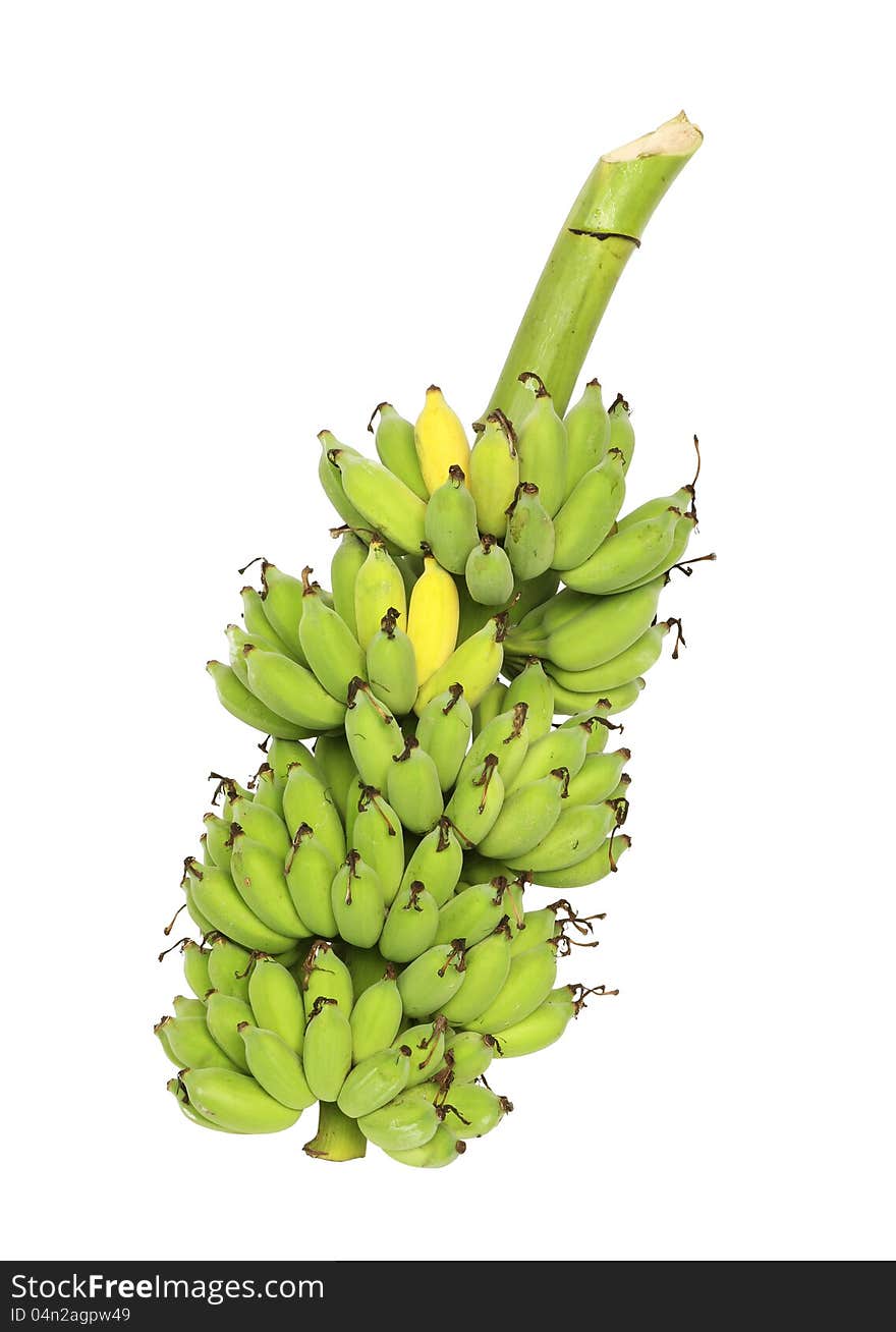 Green banana bunch