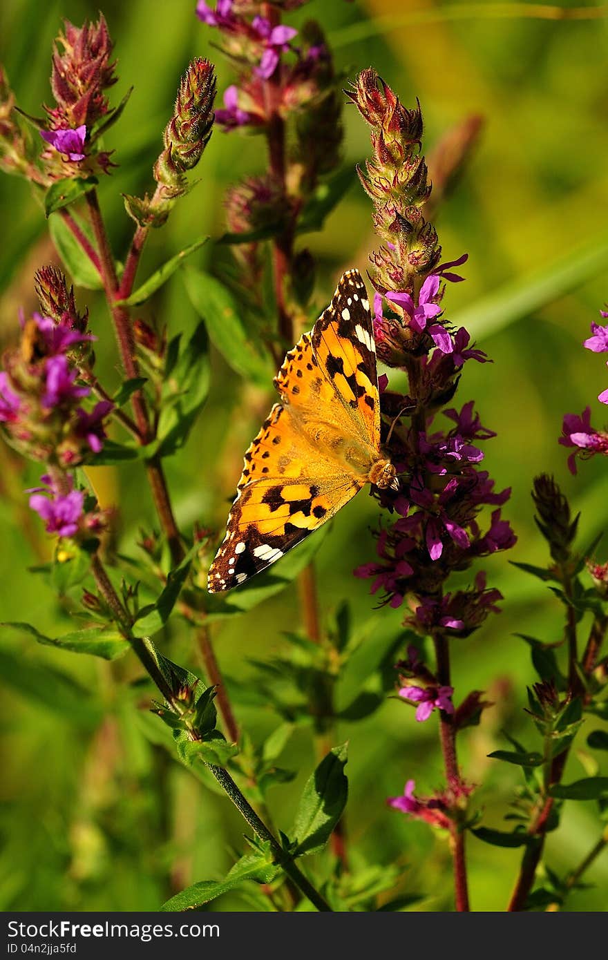 A painted lady butterfly, horizontally perched, feeding on flowers. A painted lady butterfly, horizontally perched, feeding on flowers.