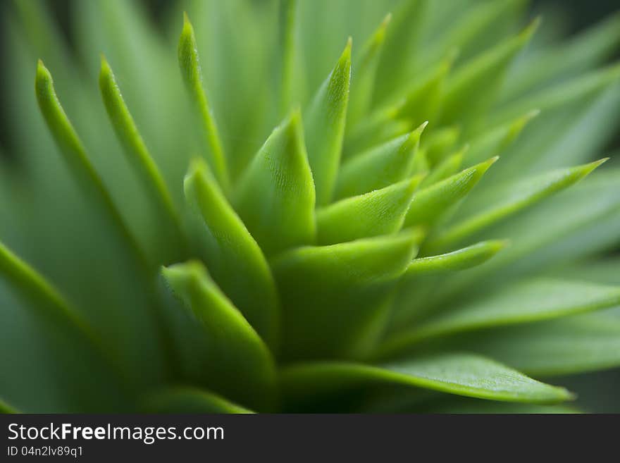 Close-up photograph of the leaves of a monkey puzzle tree ((Araucaria araucara)