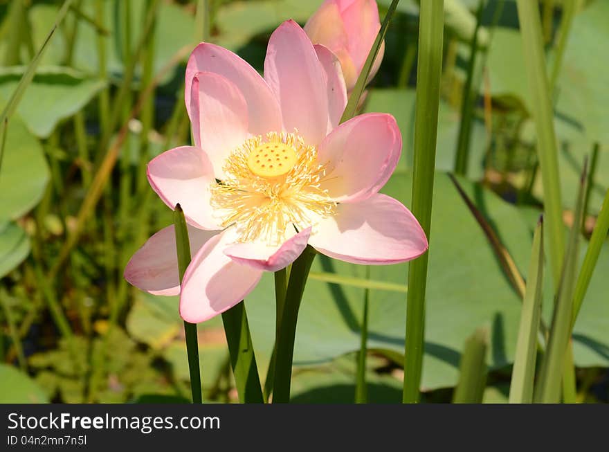 Pink lotus in a meadow on a river background