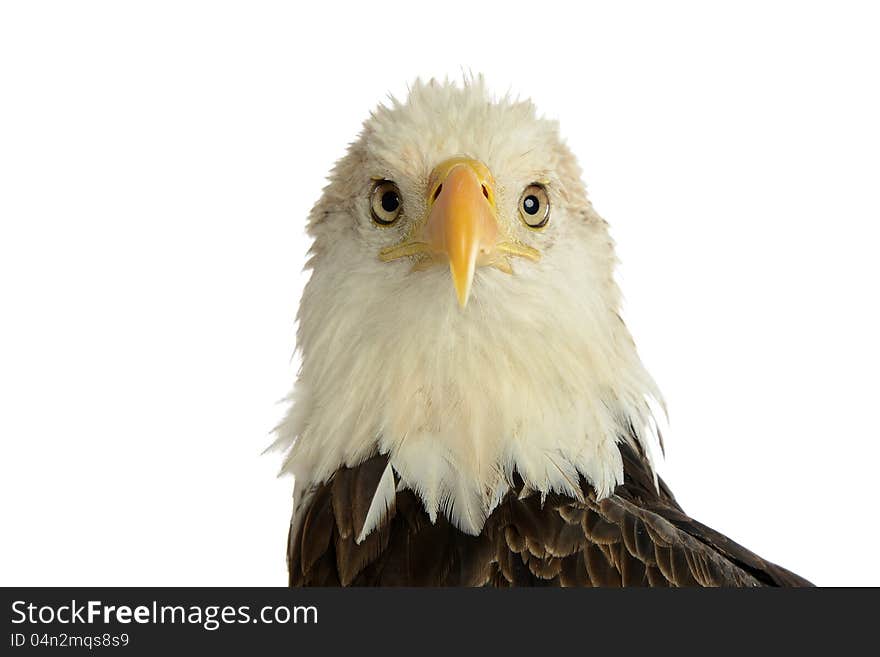 Portrait of bald eagle