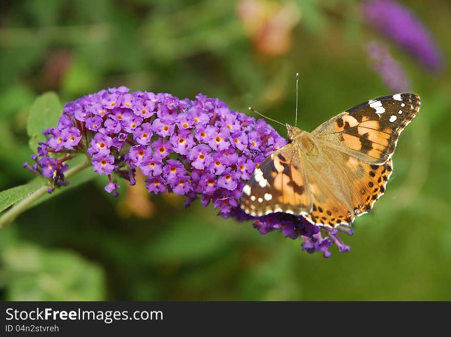 An American Lady Butterfly sits open winged on a Butterfly Bush Bloom. An American Lady Butterfly sits open winged on a Butterfly Bush Bloom.