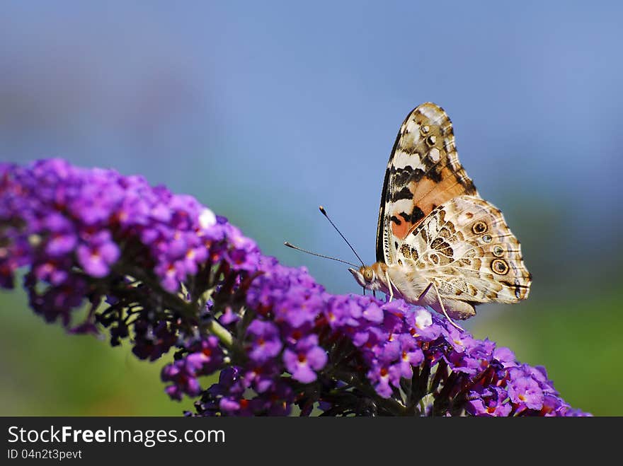 American Lady Butterfly