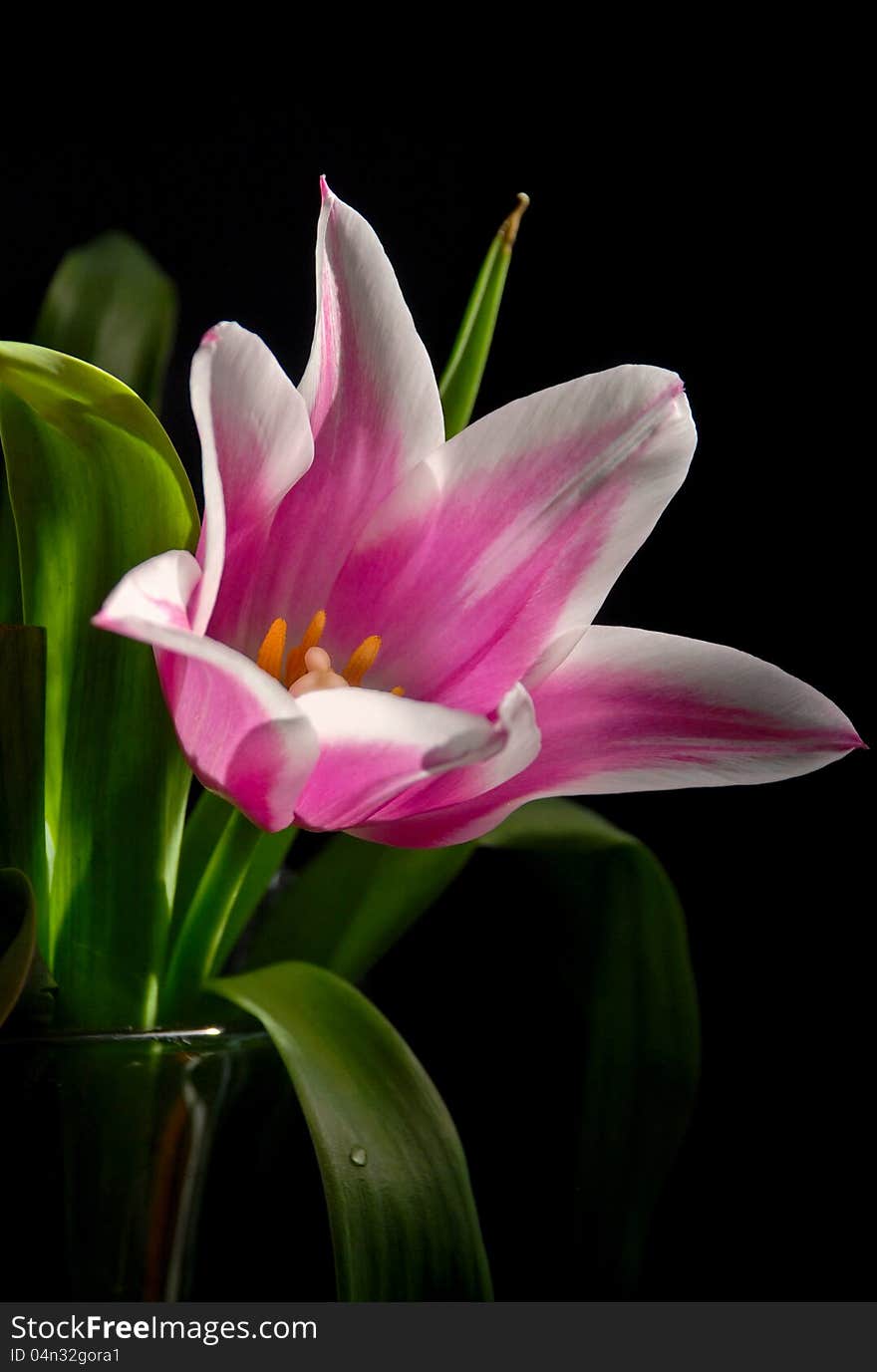 Pink tulip with green leaves on a black background