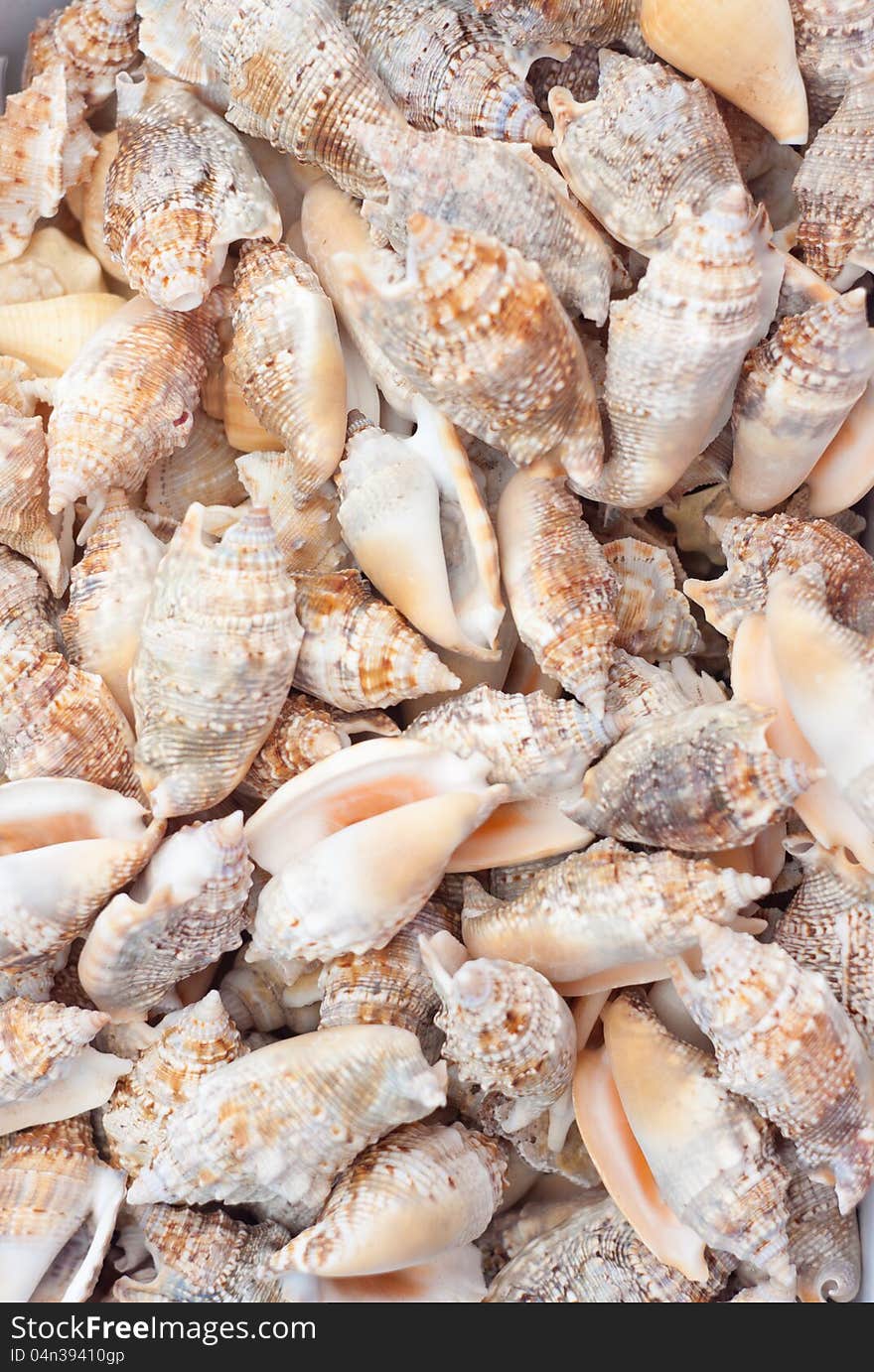 A collection of nice seashells for backgrounds