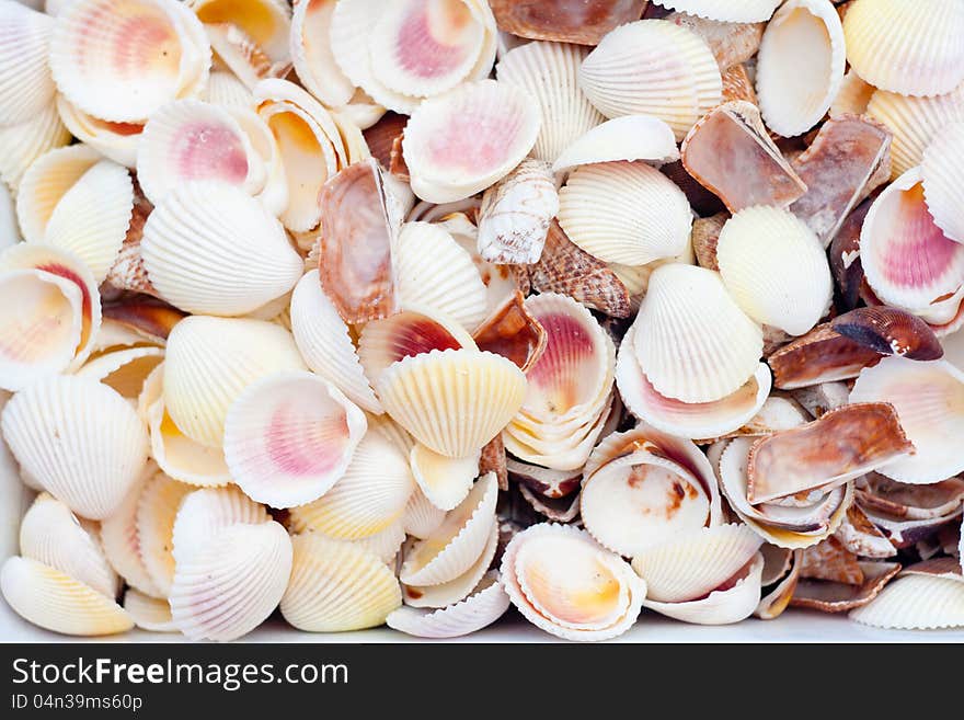 A collection of nice seashells for backgrounds