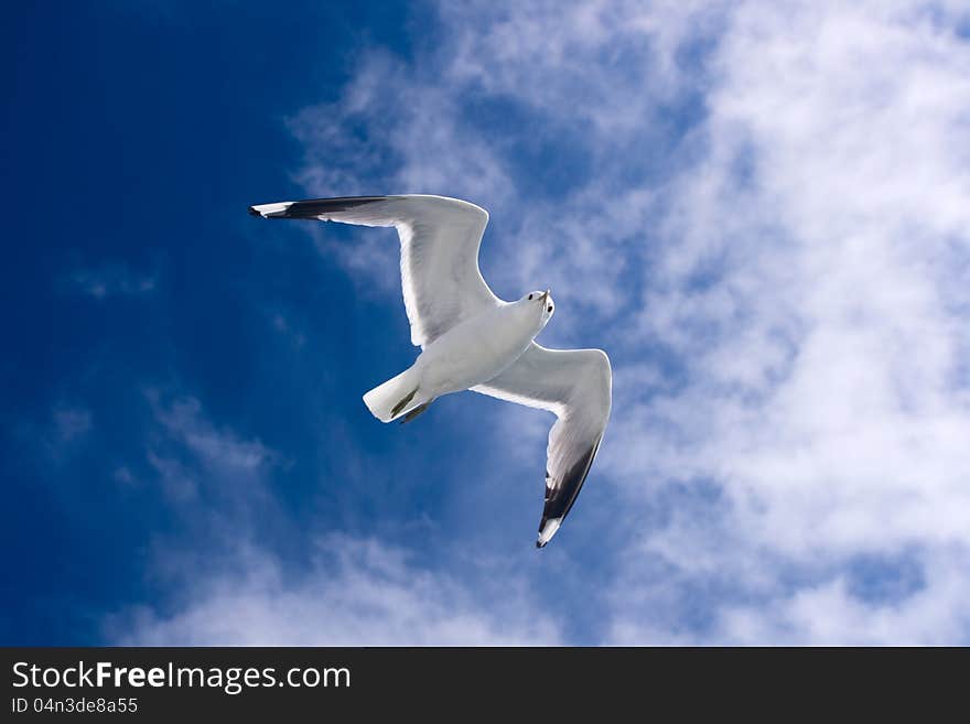 Seagull