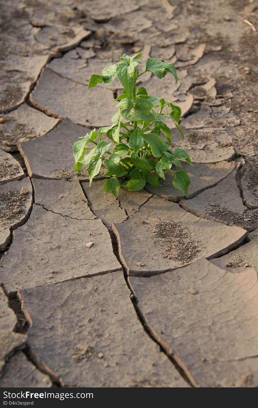 Green sprout on chappy earth. Green sprout on chappy earth