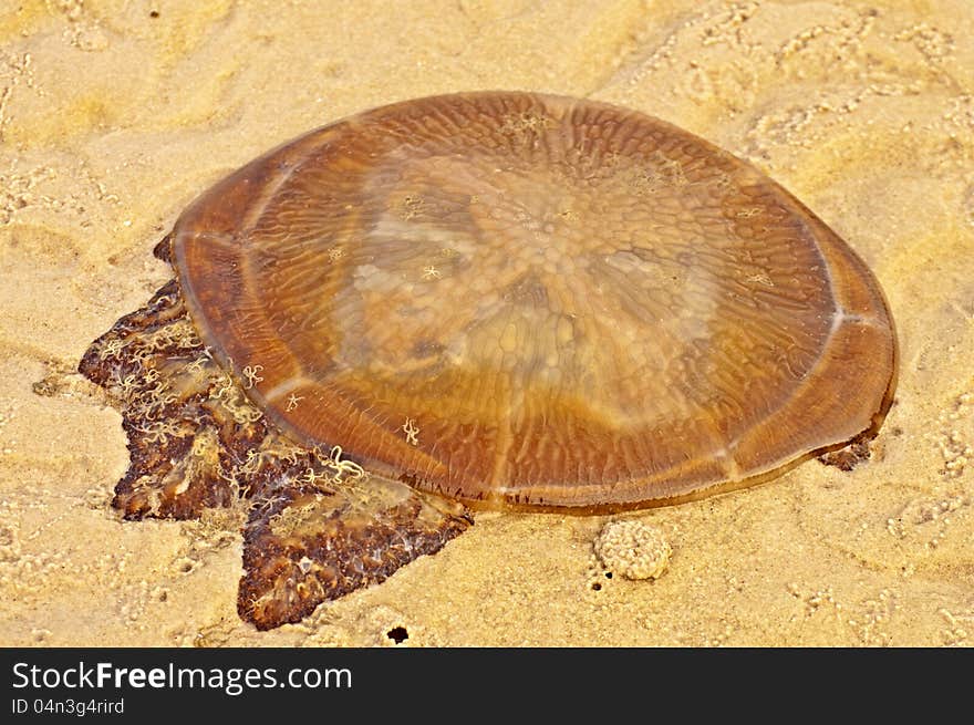 Danger jellyfish with seastars on the Thai beach. Danger jellyfish with seastars on the Thai beach