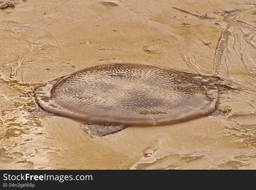 Danger jellyfish on the beach