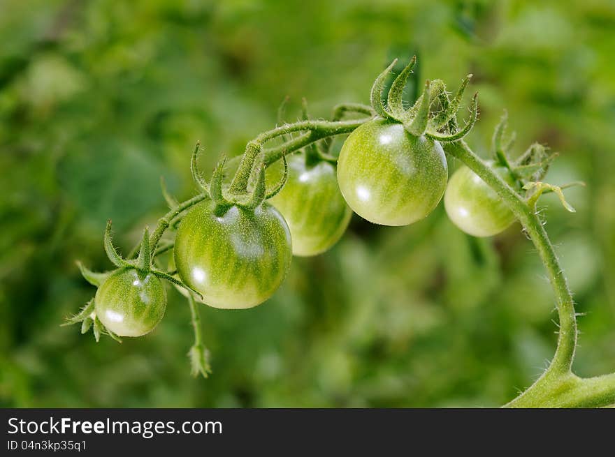 The branch of green unripe tomatoes. Selective focus. The branch of green unripe tomatoes. Selective focus