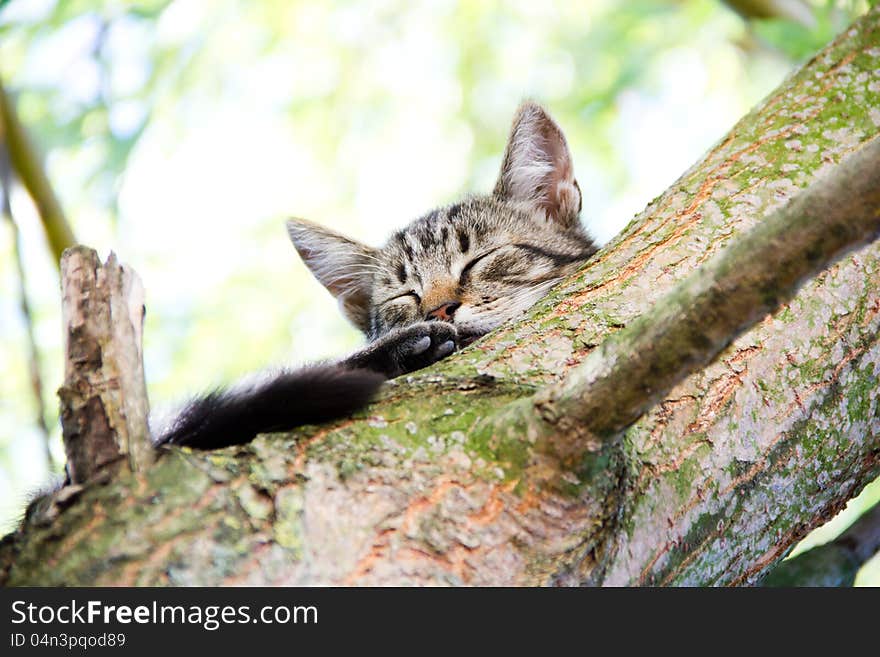 Cat on a tree