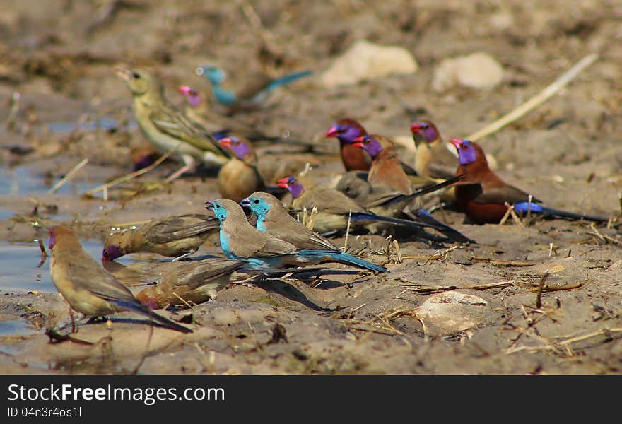 Blue and Violet Wings over Africa