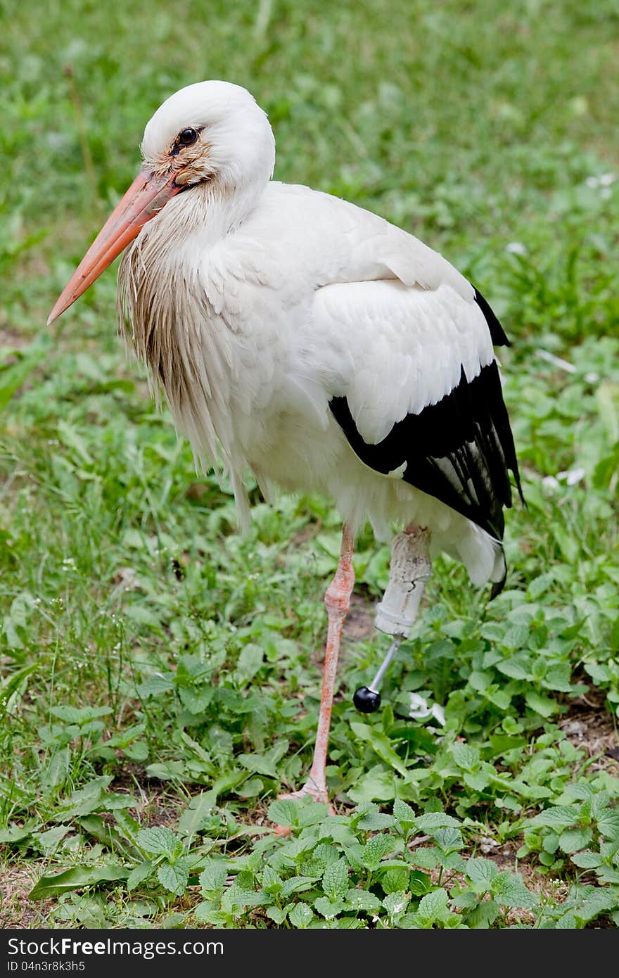 Stork.