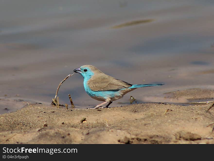 Blue Waxbill drinking water on a shiny shore in Namibia, Africa. Blue Waxbill drinking water on a shiny shore in Namibia, Africa.