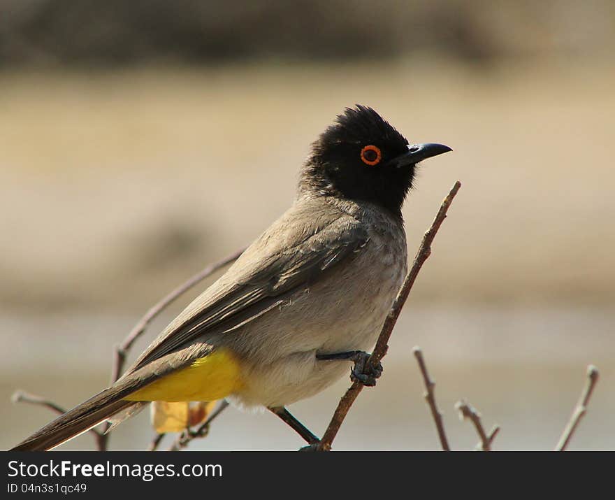 African Redeyed Bulbul perched on a branch on a game ranch in Namibia, Africa. African Redeyed Bulbul perched on a branch on a game ranch in Namibia, Africa.